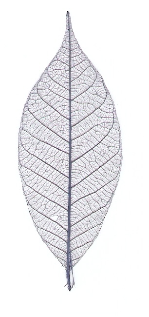 Skeleton Rubber Leaves