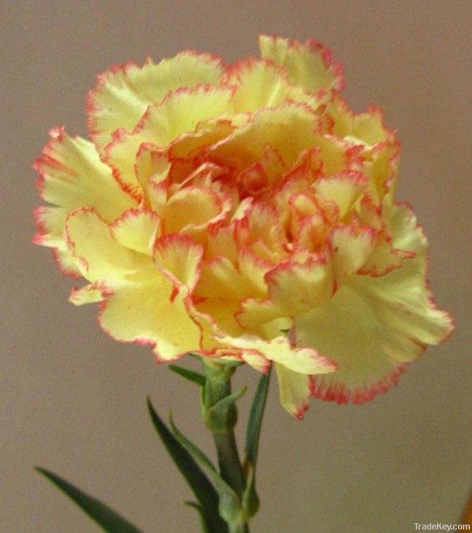 Carnation