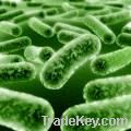 Probiotic and Probiotics