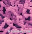 Streptococcus Thermophilus