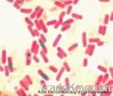 Bacillus Subtilis & Bacillus Licheniformis