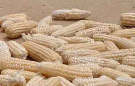 Maize | Maize Exporter | Corn Grain Seller | Maize Buyer | Bulk Maize Grain Importer | Corn bean Buyer | Corn bean Wholesaler | Corn Grain Manufacturer | Best Quality Corn Grain | Cheap Maize Supplier | Low Price Corn | Yellow Corn | White Cron | Baby Mai