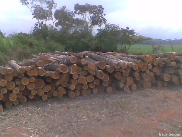 TEAK LOGS OFFER FROM ECUADOR  (Tectona grandis)