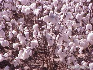 cotton