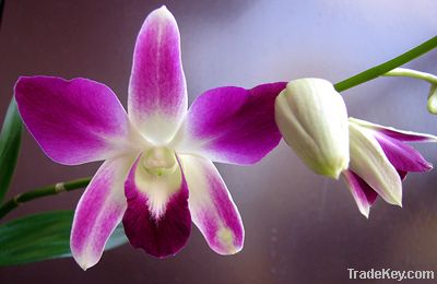 fresh orchid flower