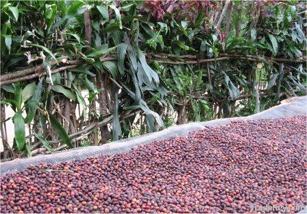 Mt. Elgon Arabica Coffee, Fair Trade Certified