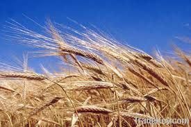 Wheat KAZAKH