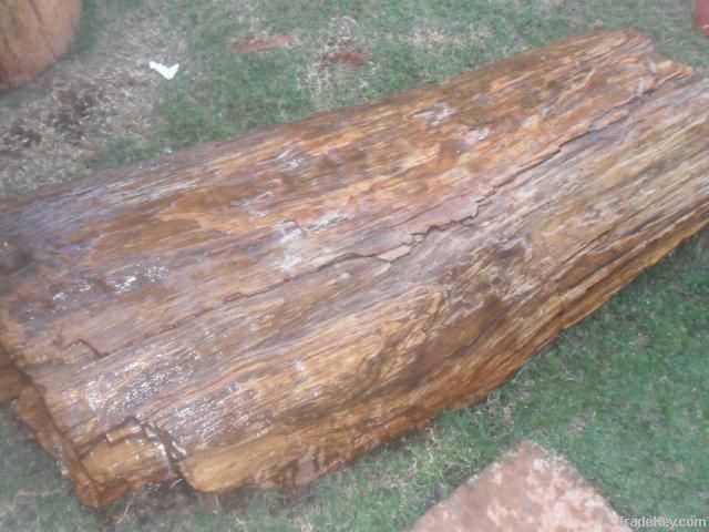 Petrified Wood