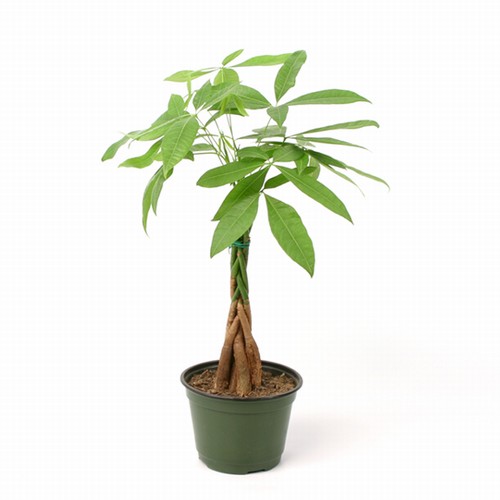 Money Tree Pachira