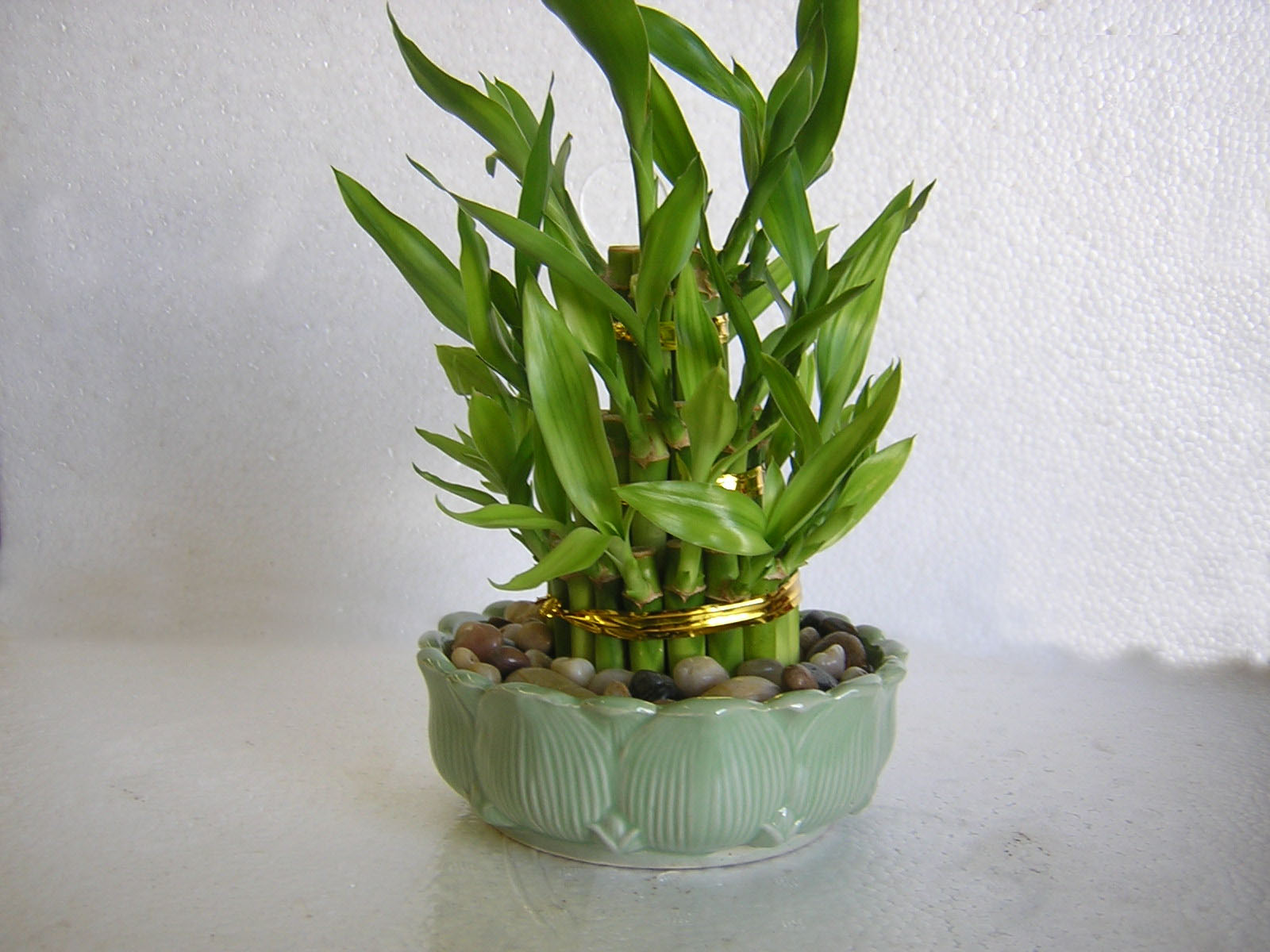 Lucky Bamboo 3 Tiered