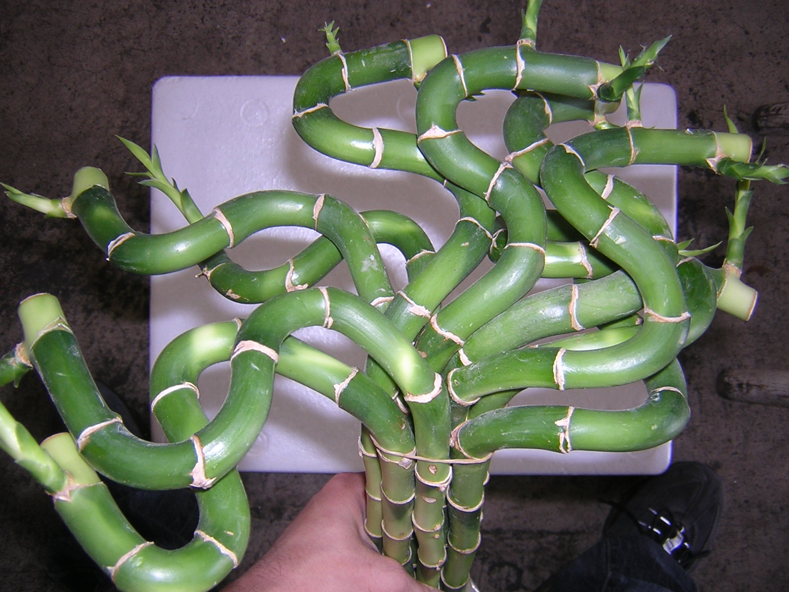 Lucky Curly Shaped Bamboo