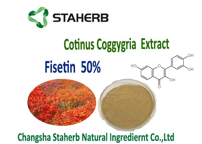 Cotinus coggygria Extract --- Fisetin 98