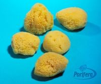 HardHead Sponge