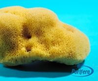 Fine Silk Sponges