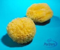 Grass Sponges