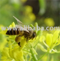 bee products
