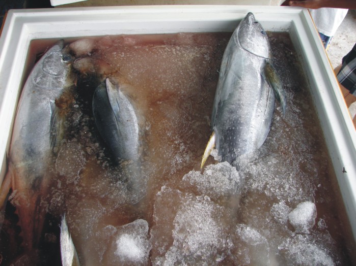 Yellow fin tuna (chilled and Frozen), Yellow fin Tuna IVP, Liones etc