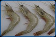 SEA CATCH WHITE SHRIMPS/ CHAKA