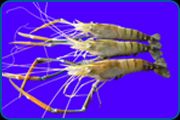 FRESH WATER SHRIMPS / SCAMPI