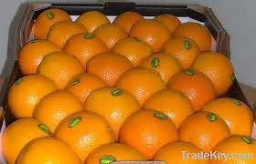 Fresh Oranges