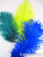 Peacock  and ostrich feather