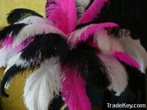 Ostrich Feathers For Sale