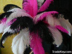 Ostrich feathers For Sale