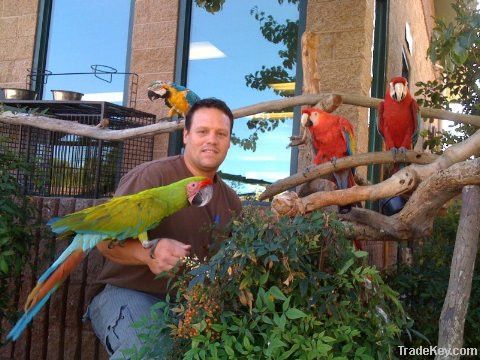 Macaw / African Grey Parrots For SAle