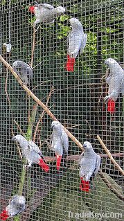 Macaw / African Grey Parrots For SAle