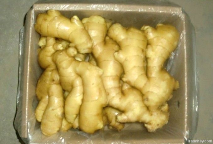 2011 harvesting fresh ginger with good price