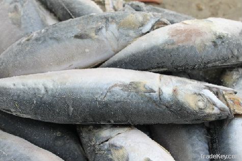 mackerel (Scomber Japonicus)