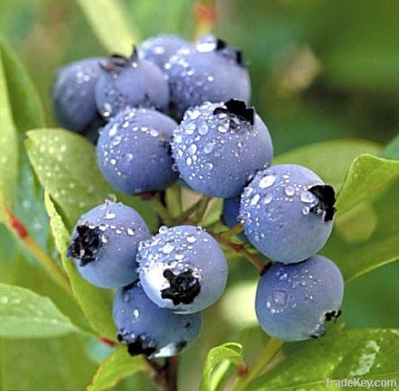Natural Bilberry Extract Anthocyanidins UV 15%~25%