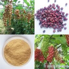 Schisandra extract Schizandrin 1.5%, Schizandrins 2-20% HPLC