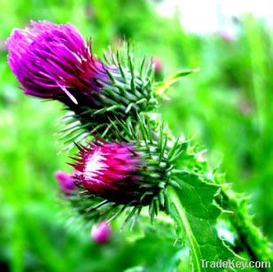 Milk Thistle Extract 80% Silymarin, 30% Silibinin.