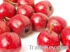 Natural Howthorn extract flavones 3%, 5%
