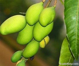 Irvingia gabonensis seed extract / African mango extract 25% protein