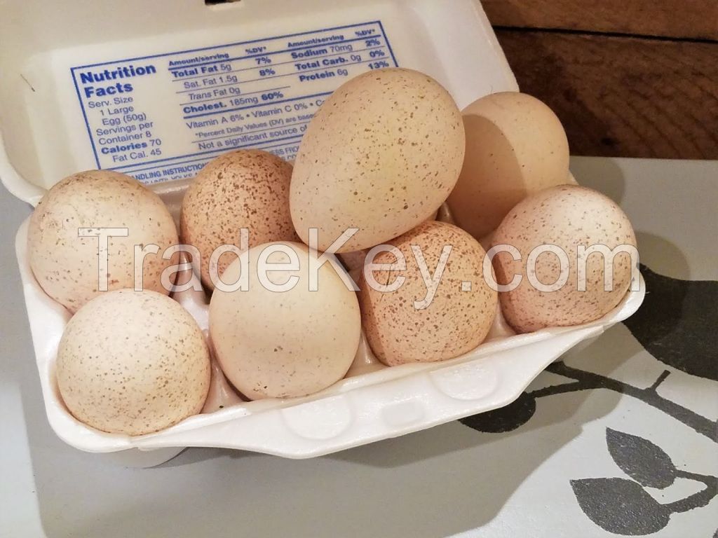 Poultry Turkey Hatching Eggs