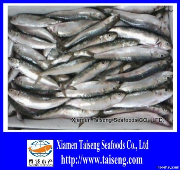 frozen good quality sardine