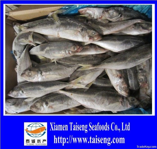 Fresh Frozen Trachurus Trachurus Iced Horse Mackerel