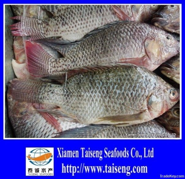 frozen tilapia whole round