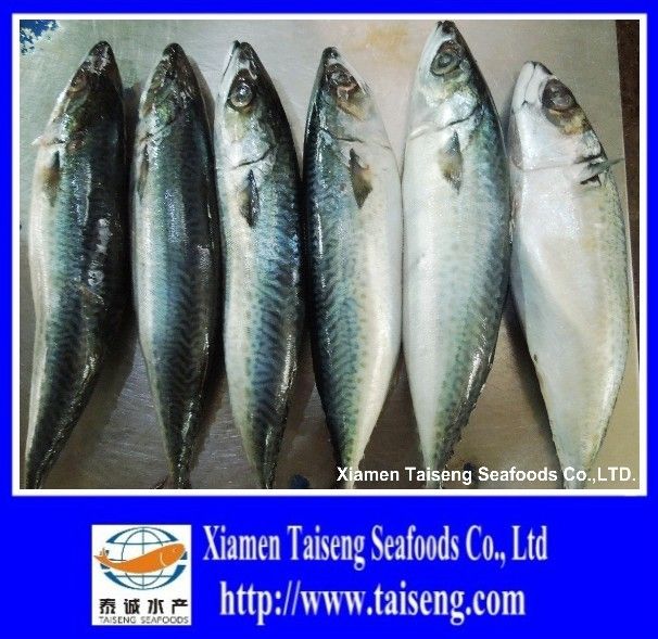 frozen mackerel pacific mackerel