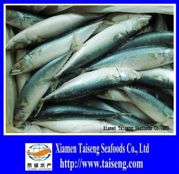 frozen mackerel pacific mackerel