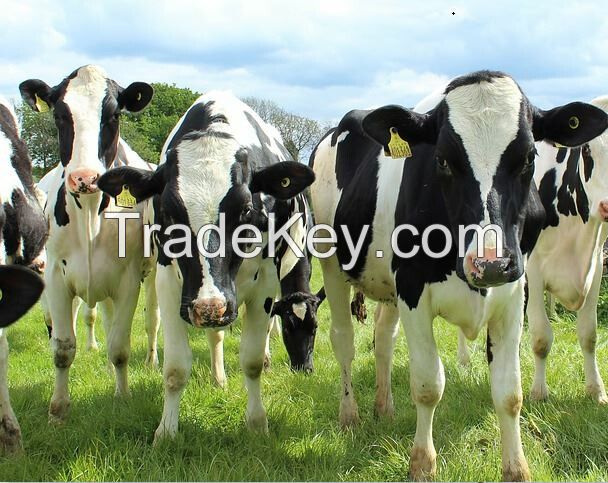 Livestock Agriculture and Animal Feeding Operation.