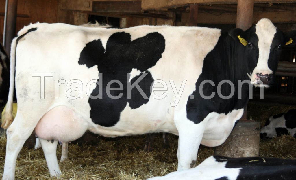 pregnant Holstein heifers cattle 