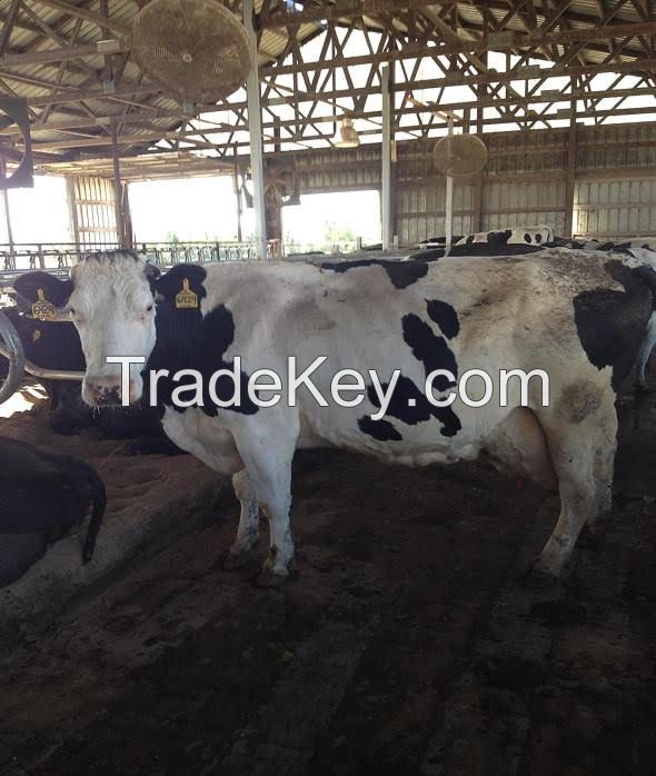 pregnant Holstein heifers cattle