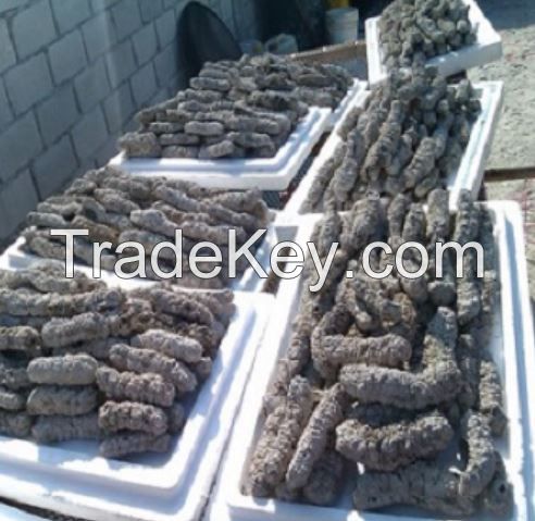 Black Pin Sea Cucumber (Dried and Frozen)