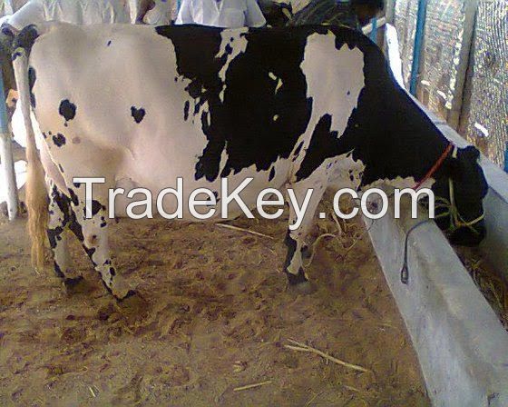 pregnant Holstein heifers cattle 