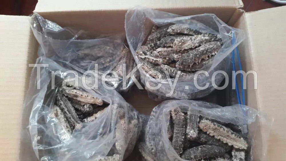 Black Pin Sea Cucumber (Dried and Frozen) 