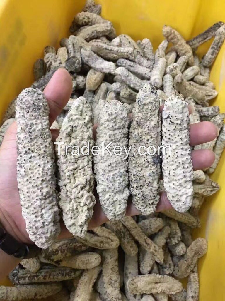 Wholesale price dried sea cucumber