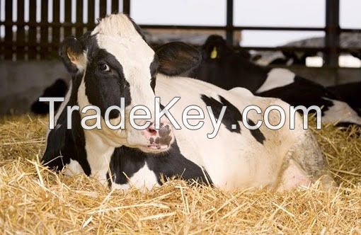 pregnant Holstein heifers cattle 